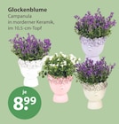 Glockenblume im V-Markt Prospekt Glockenblume von im aktuellen V-Markt Prospekt fĂŒr 8,99 âŹ
