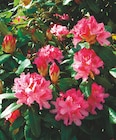 Rhododendron pot dans le catalogue Intermarché
