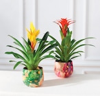Mixte Bromelias en promo chez Super U Besançon à 12,99 €