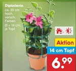 Dipladenia im aktuellen Netto Marken-Discount Prospekt