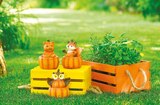Gartendeko Tier im Kürbis Fuchs im Angebot bei Netto mit dem Scottie in Dresden Gartendeko Tier im Kürbis Fuchs Angebote bei Netto mit dem Scottie Dresden für 6,99 €