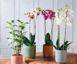 Orchidée 2 Tiges en promo chez U Express Drancy à 11,99 €