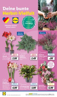 Blumen im Lidl Prospekt "LIDL LOHNT SICH" mit 61 Seiten (Reutlingen)