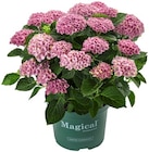 Hortensie XL im Angebot bei REWE in Bensheim Hortensie XL Angebote bei REWE Bensheim für 15,00 €