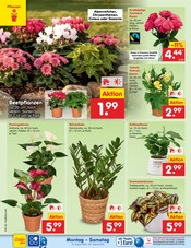 Ähnliche Stiefmütterchen Angebote im Prospekt "Aktuelle Angebote" von Netto Marken-Discount in Detmold Ähnliche Angebote wie Stiefmütterchen im Prospekt "Aktuelle Angebote" auf Seite 18 von Netto Marken-Discount in Detmold