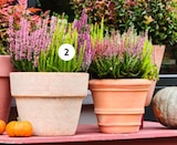 Angebot im Blumen Ostmann Visbek Prospekt Blumen Ostmann Visbek Prospekt mit im Angebot für 9,99 €