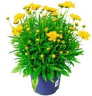 Aktuelle Blumen Angebote bei Penny in Nürnberg Aktuelles Staude Angebot bei Penny in Nürnberg ab 3,99 €