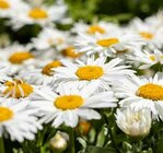 Aktuelles Sommer-Margerite Angebot bei Pflanzen Kölle in Heilbronn ab 7,99 €