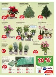 Orchidee im V-Markt Prospekt "V-Markt einfach besser einkaufen" auf Seite 17
