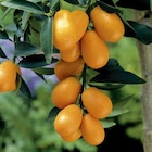 Botanic Gaillard - Promo BOTANIC®-Kumquat Bio. Le pot de 6 litres Promo BOTANIC®-Kumquat Bio. Le pot de 6 litres à 73,99 € dans le catalogue Botanic à Gaillard