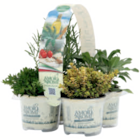 Mediterrane Kräuter 14-cm-Topf bei toom Baumarkt im Krumbach Prospekt für 3,59 €