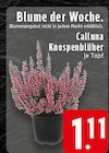 Calluna Knospenblüher im Angebot bei EDEKA in Mülheim Calluna Knospenblüher Angebote bei EDEKA Mülheim