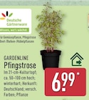 Pfingstrose von Gardenline im aktuellen ALDI Nord Prospekt