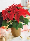 Poinsettia pot 14 cm en promo chez Intermarché Pau à 5,99 €