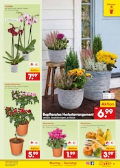 Pflanzen im Netto Marken-Discount Prospekt in Hof Aktueller Netto Marken-Discount Prospekt mit Pflanzen, "Aktuelle Angebote", Seite 17
