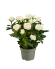 Topfrosen bei Lidl im Prospekt "" für 1,79 €
