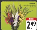 Gladiolen im Angebot bei E center in Hof Gladiolen Angebote bei E center Hof für 2,49 €