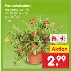 Portulakröschen für 2,99 € bei Netto Marken-Discount im Angebot Portulakröschen im aktuellen Netto Marken-Discount Prospekt