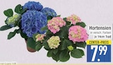 Hortensien Angebote bei E center Dachau für 7,99 €