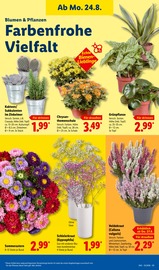 Aktueller Lidl Prospekt mit Pflanzen, "LIDL LOHNT SICH", Seite 15