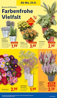 Pflanzen im aktuellen Lidl Prospekt (Braunschweig) Pflanzen im Lidl Prospekt "LIDL LOHNT SICH" mit 71 Seiten (Braunschweig)