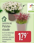 Polsterstaude von Gardenline im aktuellen ALDI Nord Prospekt