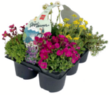 Stauden-Mix 'Gipfelstürmer' Angebote bei toom Baumarkt Altenburg für 8,99 €