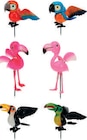 Pic de jardin oiseaux tropicaux dans le catalogue Maxi Bazar