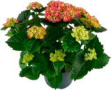 Bepflanzter Topf oder Gartenhortensie Angebote bei Marktkauf Hamburg für 14,99 €