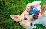 Jouet pour chien - Nerf Dog en promo chez Lidl Jouet pour chien - Nerf Dog dans le catalogue Lidl