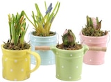 Blumenzwiebeln Mix in Keramik Angebote bei REWE Rosenheim für 3,99 €