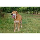 Friandises stick pour chien - VITAKRAFT dans le catalogue Carrefour