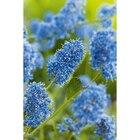 Arbuste à fleurs à Carrefour Market dans Nangis