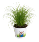 Katzengras im aktuellen Pflanzen Kölle Prospekt