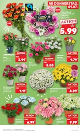 Hortensie im Kaufland Prospekt in Heilbronn Aktueller Kaufland Prospekt mit Hortensie, "Hier bin ich richtig", Seite 16