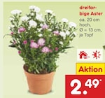 Aktuelle Blumen Angebote bei Netto Marken-Discount in Bottrop Aktuelles Dreifarbige Aster Angebot bei Netto Marken-Discount in Bottrop ab 2,49 €