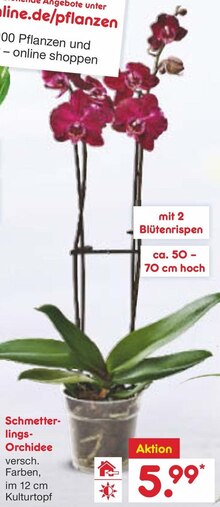 Schmetterlings-Orchidee bei Netto Marken-Discount in Pinneberg Schmetterlings-Orchidee im Angebot bei Netto Marken-Discount Pinneberg für 5,99 €