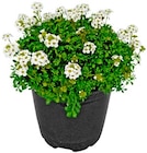 Staude im Angebot bei Penny in Amberg Staude Angebote bei Penny Amberg für 1,49 €