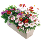 Jardinière plantes fleuries - LaMaison.fr à Valence Jardinière plantes fleuries en promo chez LaMaison.fr Valence à 18,95 €