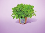 Hortensia Macrophylla Pot 17 cm à 8,99 € dans le catalogue Netto