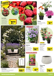 Aktueller Hagebaumarkt Prospekt mit Stauden, "LASS DEN SÜDEN BEI DIR EINZIEHEN", Seite 4