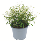 toom Baumarkt Struppen - Sommerblumen Angebot im Prospekt Sommerblumen bei toom Baumarkt im Struppen Prospekt für 2,59 €