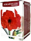 Penny Bempflingen - Amaryllis im Geschenkkarton Angebot im Prospekt Amaryllis im Geschenkkarton bei Penny im Bempflingen Prospekt für 2,99 €