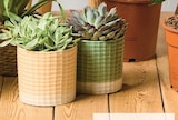 Succulentes - Hyper U à Sarcelles Succulentes en promo chez Hyper U Sarcelles à 6,99 €