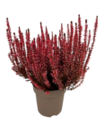 Bruyère gracilis Calluna vulgaris teintée ou Bruyère bicolore en promo chez Lidl Bruyère gracilis Calluna vulgaris teintée ou Bruyère bicolore dans le catalogue Lidl