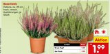 Besenheide Calluna im Angebot bei Netto Marken-Discount in Regensburg Besenheide Calluna Angebote bei Netto Marken-Discount Regensburg für 1,99 €