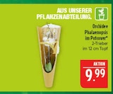 Orchidee Phalaenopsis im Angebot bei Marktkauf in Altenburg Orchidee Phalaenopsis Angebote bei Marktkauf Altenburg für 9,99 €