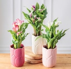 Arum en promo chez Super U Calais à 9,99 €