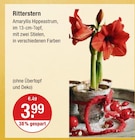 Ritterstern im V-Markt Prospekt Ritterstern von im aktuellen V-Markt Prospekt für 3,99 €