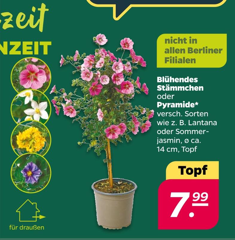 Blühendes Stämmchen oder Pyramide